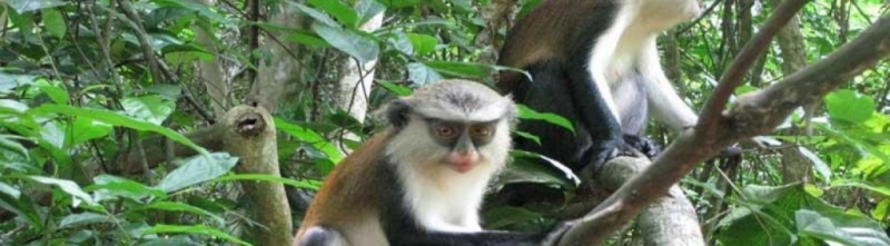 Volunteers Assistance in Tafi Monkey Sanctuary/kyabobo park