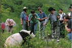 Panda Volunteering in China