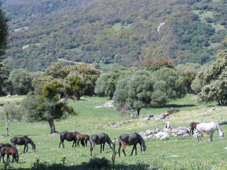 Spanish and horseback riding in Granada