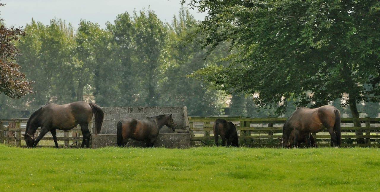 Apprenticeship in England: The National Stud