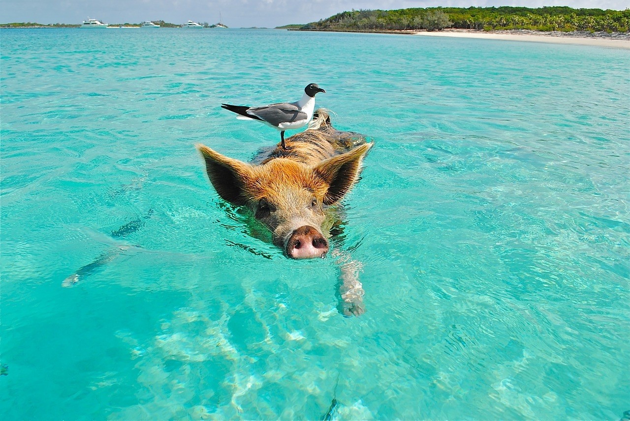 pig-swiming