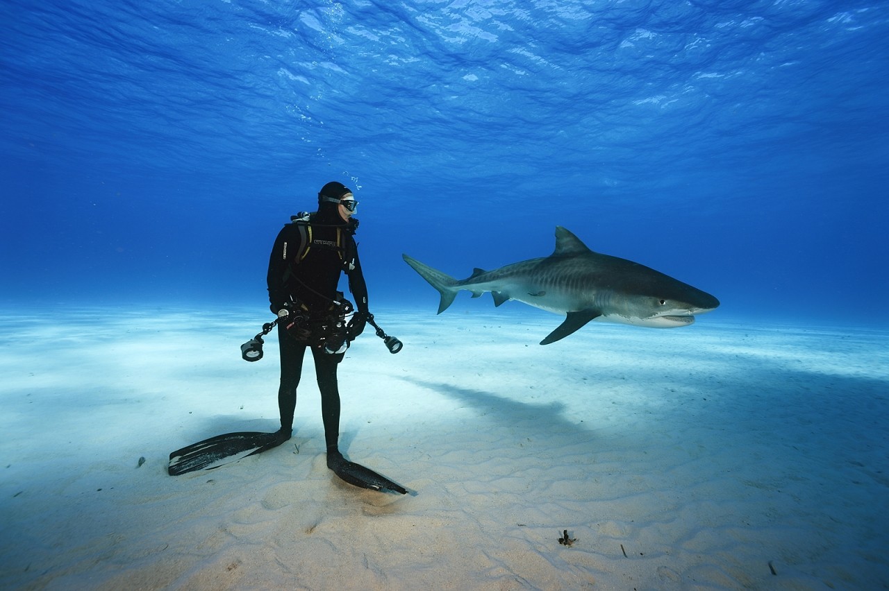 Conscious Shark Eco-Tourism While Traveling Abroad