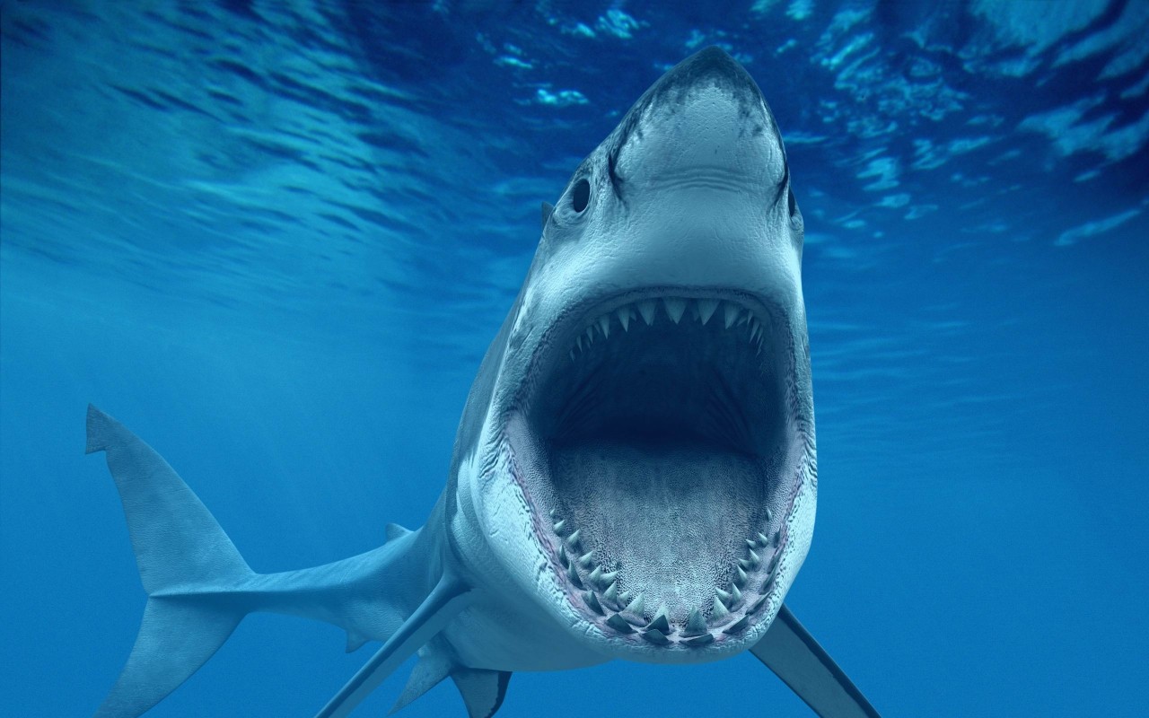 The Real Sharknado & How To Be Safe When Swimming Abroad
