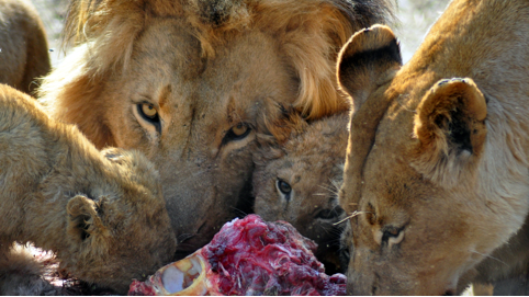 Lions are another species that volunteers can help to support in South Africa.  Attribution: Meraj Chhaya
