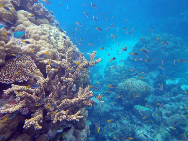 Great Barrier Reef by User LLudo on Flickr