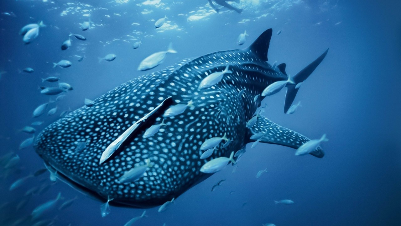 Marine Wildlife Volunteering: In the Philippines with Whale Sharks