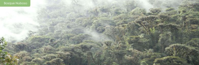 Bosque nuboso 2.jpg