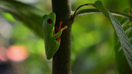 Local_Tree_Frog
