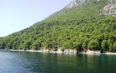 Kalamos sea forest.jpg