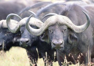 buffaloo2