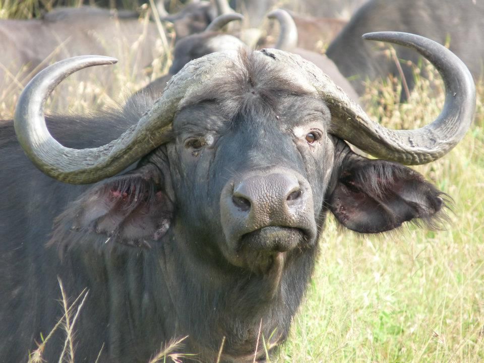 buffalow